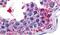 WNK1 antibody, PA5-33111, Invitrogen Antibodies, Immunohistochemistry frozen image 