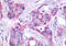 G Protein-Coupled Receptor 27 antibody, MBS244476, MyBioSource, Immunohistochemistry frozen image 