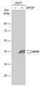 Speckle Type BTB/POZ Protein antibody, NBP2-20477, Novus Biologicals, Western Blot image 