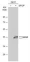 Speckle-type POZ protein antibody, NBP2-20477, Novus Biologicals, Western Blot image 