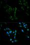 Major Vault Protein antibody, orb167134, Biorbyt, Immunofluorescence image 