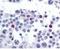 SPANX Family Member C antibody, orb344633, Biorbyt, Immunohistochemistry paraffin image 