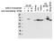 Selenophosphate Synthetase 2 antibody, P11872, Boster Biological Technology, Western Blot image 