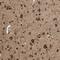 Calnexin antibody, NBP1-85520, Novus Biologicals, Immunohistochemistry frozen image 