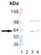 T-Complex 1 antibody, GTX14136, GeneTex, Western Blot image 