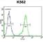 Ribosomal Protein S19 antibody, abx026573, Abbexa, Western Blot image 