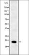 Ribosomal Protein L29 antibody, orb337926, Biorbyt, Western Blot image 