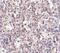 Scavenger Receptor Class B Member 1 antibody, GTX31791, GeneTex, Immunohistochemistry paraffin image 