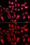 RuvB Like AAA ATPase 2 antibody, GTX64645, GeneTex, Immunofluorescence image 