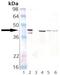 DnaJ Heat Shock Protein Family (Hsp40) Member B1 antibody, AP22890PU-N, Origene, Western Blot image 