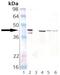 HDJ1 antibody, AP22890PU-N, Origene, Western Blot image 