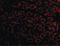NPHS1 Adhesion Molecule, Nephrin antibody, LS-B1382, Lifespan Biosciences, Immunofluorescence image 