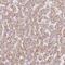 EHHADH antibody, NBP2-48754, Novus Biologicals, Immunohistochemistry paraffin image 