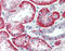Basigin (Ok Blood Group) antibody, 49-017, ProSci, Immunohistochemistry frozen image 