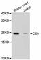 CD9 Molecule antibody, abx125316, Abbexa, Western Blot image 