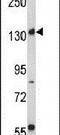 RPTOR Independent Companion Of MTOR Complex 2 antibody, PA5-14104, Invitrogen Antibodies, Western Blot image 