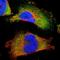 Annexin A3 antibody, NBP1-90154, Novus Biologicals, Immunocytochemistry image 
