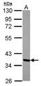 Methylenetetrahydrofolate Dehydrogenase (NADP+ Dependent) 2, Methenyltetrahydrofolate Cyclohydrolase antibody, PA5-30407, Invitrogen Antibodies, Western Blot image 