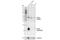 TGF beta antibody, 3711S, Cell Signaling Technology, Western Blot image 