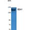 Early Endosome Antigen 1 antibody, LS-C386795, Lifespan Biosciences, Western Blot image 