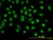 Glucocorticoid Modulatory Element Binding Protein 1 antibody, LS-B4497, Lifespan Biosciences, Immunofluorescence image 