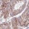 Transmembrane Protein 232 antibody, PA5-61950, Invitrogen Antibodies, Immunohistochemistry frozen image 