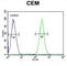 Brevican antibody, abx032663, Abbexa, Western Blot image 