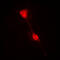 NFKB Inhibitor Alpha antibody, LS-C352590, Lifespan Biosciences, Immunofluorescence image 