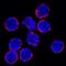 S100 Calcium Binding Protein A9 antibody, AF2065, R&D Systems, Immunofluorescence image 