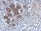 Ceramide Kinase antibody, PA5-29306, Invitrogen Antibodies, Immunohistochemistry frozen image 