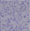 Insulin antibody, M00067-1, Boster Biological Technology, Immunohistochemistry frozen image 