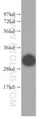Myozenin 2 antibody, 11450-1-AP, Proteintech Group, Western Blot image 