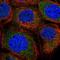 CCR4-NOT Transcription Complex Subunit 10 antibody, NBP1-82278, Novus Biologicals, Immunofluorescence image 