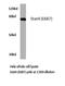 Signal Transducer And Activator Of Transcription 4 antibody, LS-C176220, Lifespan Biosciences, Western Blot image 