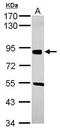 SRY-Box 6 antibody, PA5-30599, Invitrogen Antibodies, Western Blot image 