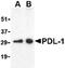 PD-L1 antibody, PA5-20343, Invitrogen Antibodies, Western Blot image 
