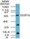 Dual specificity protein phosphatase 16 antibody, PA5-23140, Invitrogen Antibodies, Western Blot image 