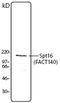 FACT complex subunit SPT16 antibody, LS-B1906, Lifespan Biosciences, Western Blot image 