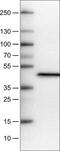 Apolipoprotein A4 antibody, NBP2-52931, Novus Biologicals, Western Blot image 