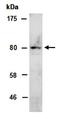 Zinc Finger And BTB Domain Containing 5 antibody, orb67229, Biorbyt, Western Blot image 