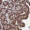 Filamin A Interacting Protein 1 Like antibody, NBP1-84064, Novus Biologicals, Immunohistochemistry frozen image 