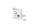 Serum/Glucocorticoid Regulated Kinase 1 antibody, 3272S, Cell Signaling Technology, Western Blot image 