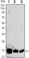 Cytochrome C Oxidase Subunit 4I1 antibody, MA5-15686, Invitrogen Antibodies, Western Blot image 