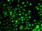 CD47 Molecule antibody, orb247875, Biorbyt, Immunocytochemistry image 