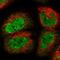 DEAH-Box Helicase 8 antibody, HPA049285, Atlas Antibodies, Immunofluorescence image 