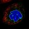 Emerin antibody, NBP2-52877, Novus Biologicals, Immunocytochemistry image 