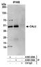 Calumenin antibody, A305-329A, Bethyl Labs, Immunoprecipitation image 