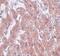 GRB2 Associated Regulator Of MAPK1 Subtype 1 antibody, NBP2-81933, Novus Biologicals, Immunohistochemistry paraffin image 