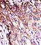 Arrestin Domain Containing 4 antibody, orb235023, Biorbyt, Immunohistochemistry paraffin image 