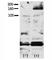 Erb-B2 Receptor Tyrosine Kinase 4 antibody, F48404-0.4ML, NSJ Bioreagents, Western Blot image 